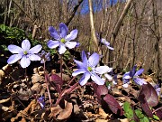 27 Hepatica nobilis (Erba trinita)